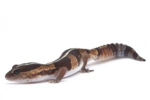 Hemitheconyx caudicinctus, bébé, stripe